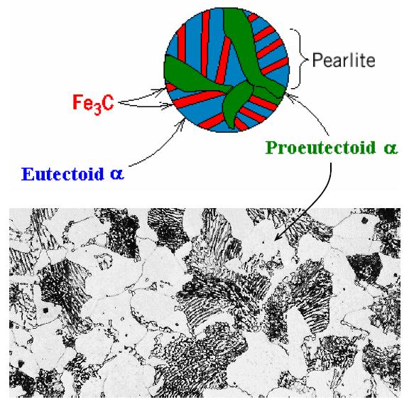 Microstructure of hypoeutectoid steel (II) Hypoeutectoid alloys contain proeutectoid ferrite (formed