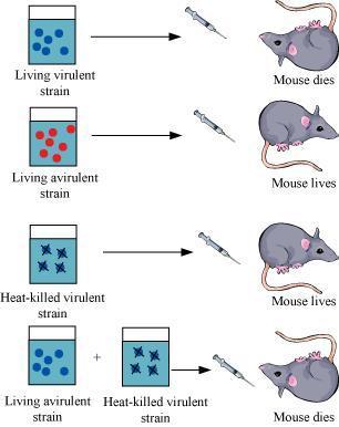the R strain lacked it. Mice infected with the S strain died of pneumonia, while those infected with the R strain survived. Griffith then heat-killed the S strain bacteria and injected them into mice.