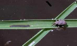This feeding has no effects on rice growth or yield; however, coinciding with this the adults oviposit in the rice leaf sheaths found just below the water level.