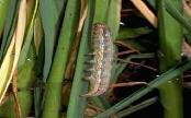 5 inches and are predominantly silver and gray (western yellowstriped armyworm) or buff colored (true armyworm).