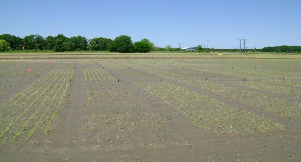 Prairie County, (Price Bros. Farm) Seeding Rate Trial UTC (90 lbs/a) Dermacor 0.