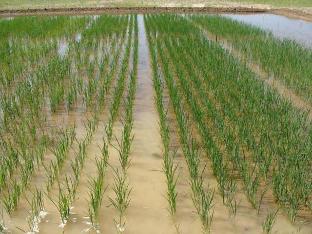 St. Francis County, Rice Seed Treatment 2