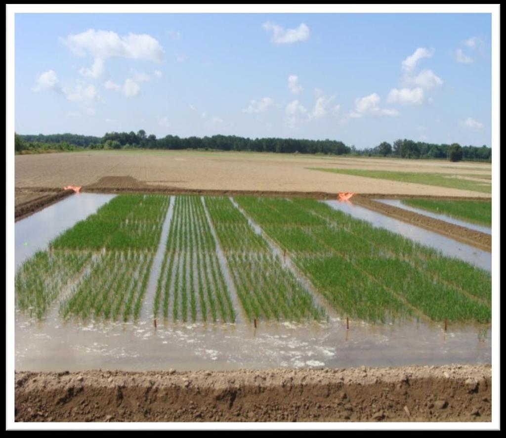 Why Seed Treatments in Rice?
