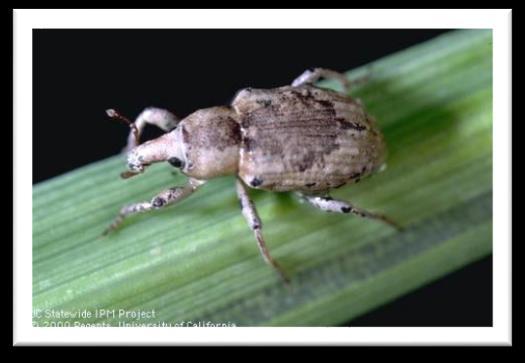 Rice Water Weevil An adult rice water weevil is small (1/8-inch in length) and gray. Overwinter in clumps of perennial grasses, leaf litter, etc. adjacent to rice fields.