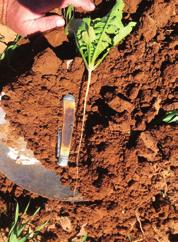 fertility, increase water infiltration rates and hold soil moisture during the normally dry,