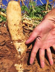 get wind and heavy rain erosion under control in the sandy loam soil.