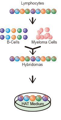 Creating hybridomas Lymphocyte fusion with myelomas via electrofusion.