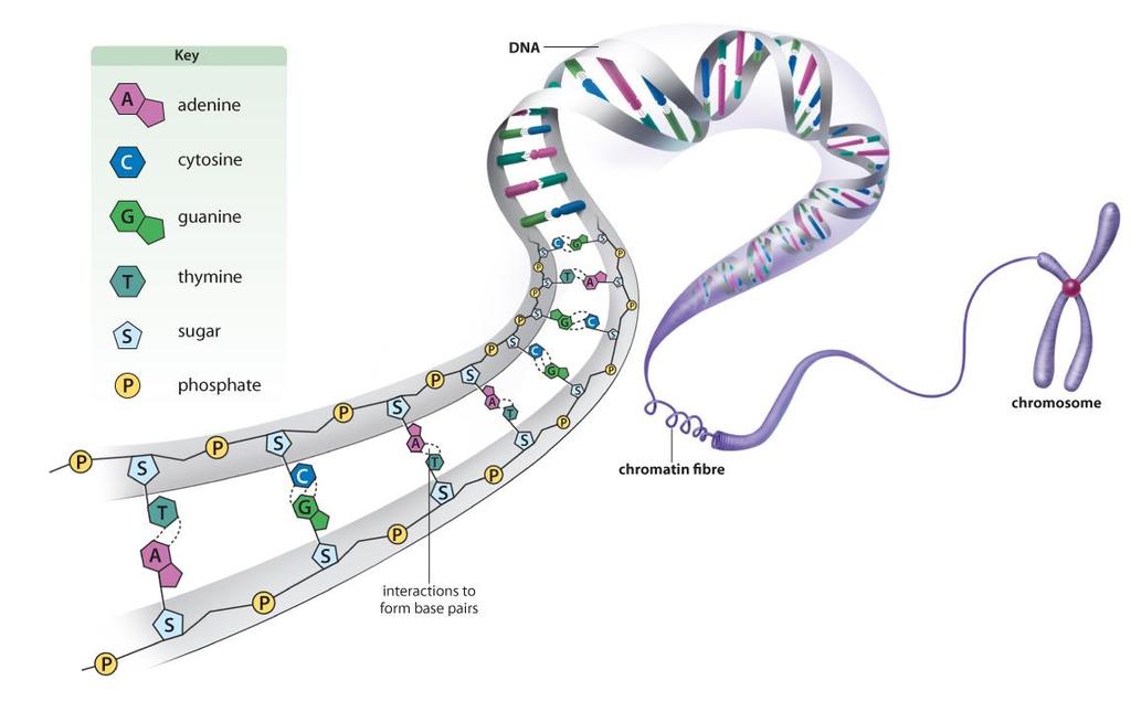 THE STRUCTURES OF GENETIC MATERIAL DNA Made of nucleotides long, spiraling double helix Nucleotide: a sugar