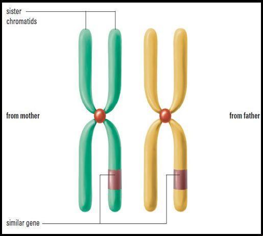 HUMAN CHROMOSOMES Each somatic cell has 2 sets of 23 chromosomes one set from father and one set from mother.