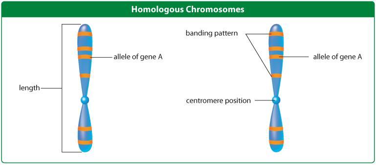 CHROMOSOMES 22 pairs are called autosomes true homologous pair 1 pair is the sex chromosomes