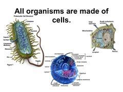 THE CELL THEORY developed in mid-1800s 1. All living things are composed of one or more cells. 2.
