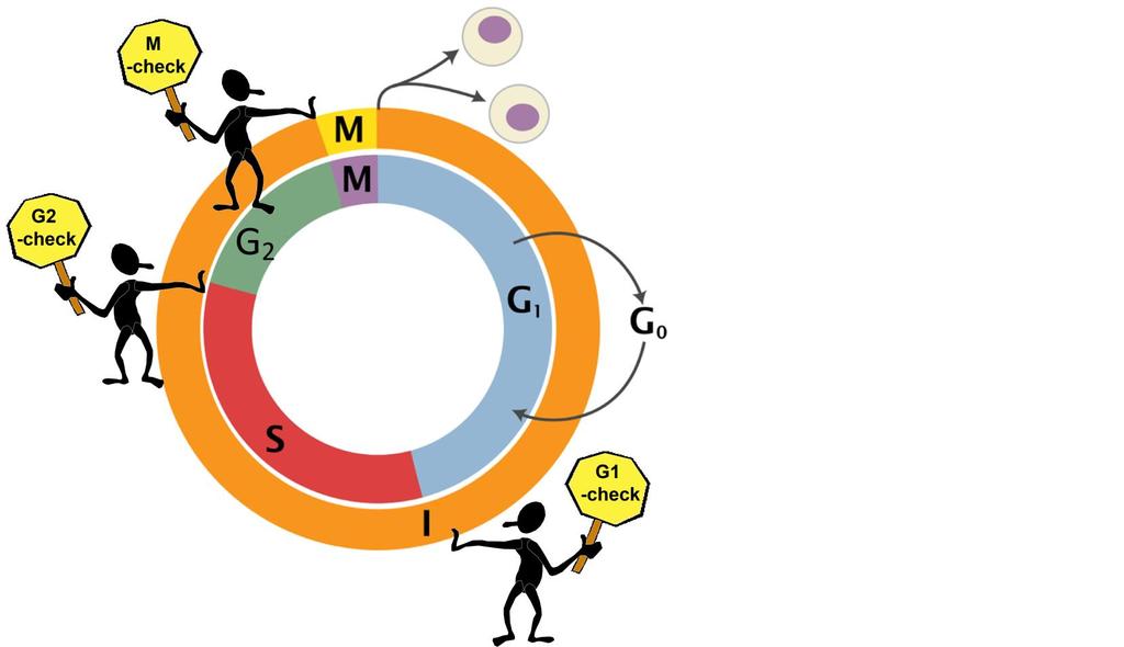 THE CELL CYCLE 3 functions 1. growth of the organism 2. repair of tissues and organs 3. maintenance to replace dead cells Specific checkpoints 1.