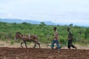 Most people in developing countries live in rural areas, and most of them depend on agriculture for their livelihoods.