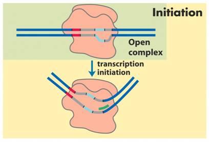 Transcription initiation and elongation in E. coli.