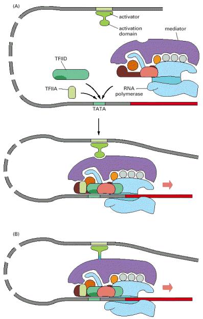 Activation of transcription initiation in eukaryotes by recruitment of RNA Pol II holoenzyme.
