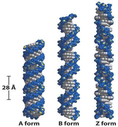 The Helical Structures of DNA & RNA: Note: One turn is the length traversed by a strand through 360 degrees of helix