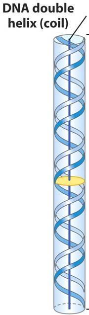7 DNA compaction to fit into the nucleus (see Ch 24,