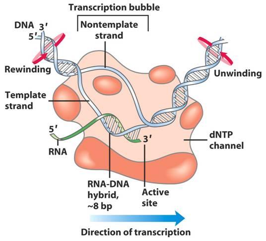 Strand labels Genomic systems other than the eukaryotic nuclear DNA, such as mammalian mitochondrial DNA or SV40 DNA, for example, are mostly composed of contiguous gene sequences with very little