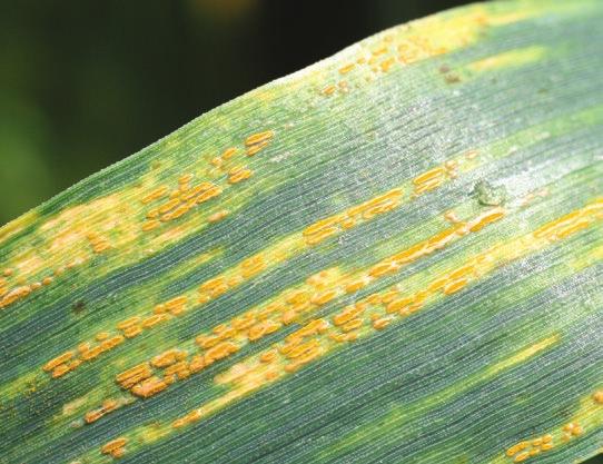 SLB infection results from airborne spores, the majority of which tend to lift-off from stubble soon after harvest. Crops emerging during April and May are therefore at greater risk of infection.