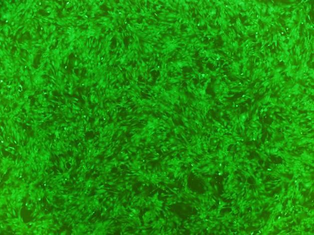 Fig. 1. OriCell TM Balb/c Mouse Mesenchymal Stem Cells with GFP are established. PASSAGING OriCell TM Balb/c Mouse MSCs/GFP Materials Required 0.25%Trypsin-0.04%EDTA (Cat. No.