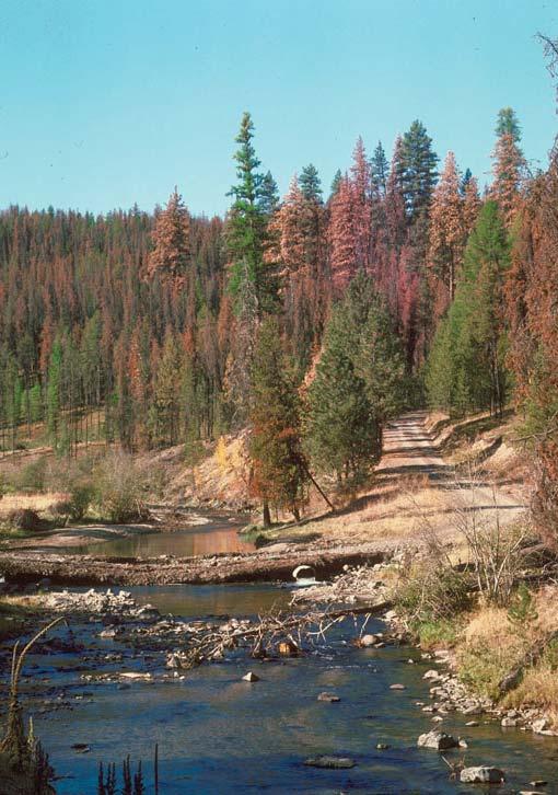 It takes more than one bark beetle to kill a tree.