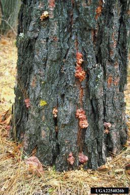 A close inspection of a tree s trunk will show either small globules of resin (pitch