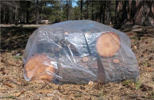 Bark beetles and firewood. People often introduce bark beetles into new areas of forests, home sites and/or urban areas by transporting firewood from one place to another.