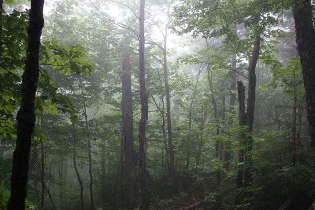 Managing Forest Ecosystems in