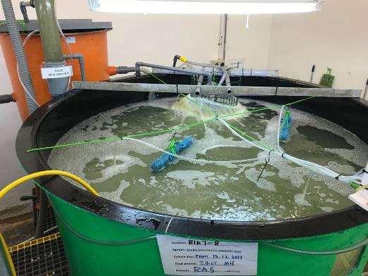R&D in Hatchery Technology at MAC Continuous Improvement in live feeds production (rotifer) Outdoor pond culture Indoor batch