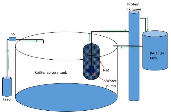 Productivity (rotifer produced per m 3 per day) Man-hour to produce 1billion rotifer 10 mil 100 mil 200 mil 3.9 hr 8.7 hr 3.