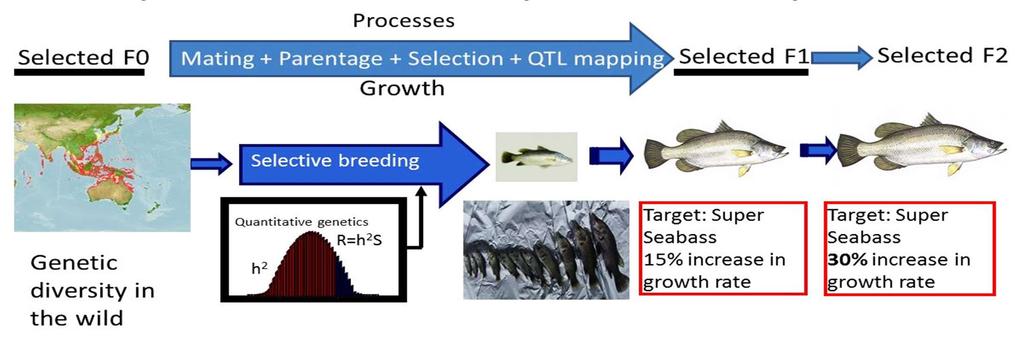 Genetics Improvement of Asian seabass Optimising inputs for local farms Developing superior broodstocks through selective breeding Partnered Temasek Life
