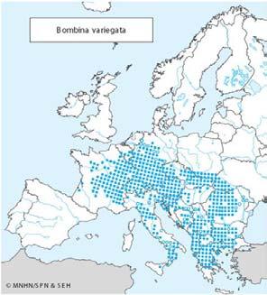 Yellow-bellied toad Bombina variegata Habitats Directive Annex II and IV Bombina variegata is restricted to central and south-eastern Europe.