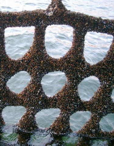 Mussels settle and grow on the net