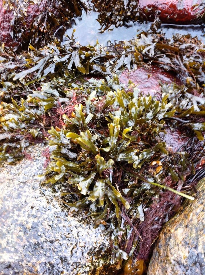 Seaweed as resource - Fishing & cultivation Production of seaweed will remove