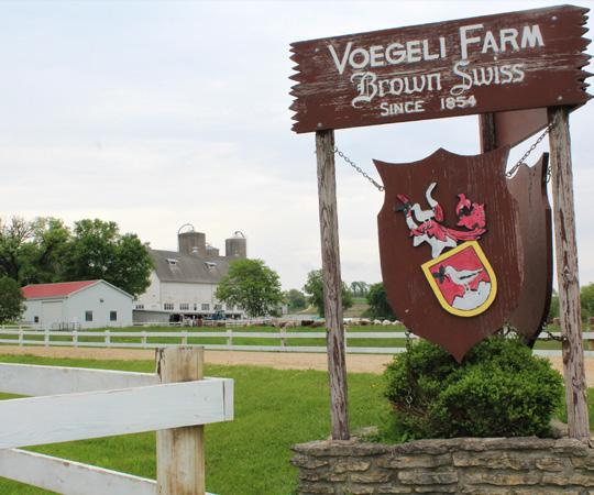In 1895, the first Brown Swiss cows to set foot on the farm were purchased by Voegeli s great-grandfather.