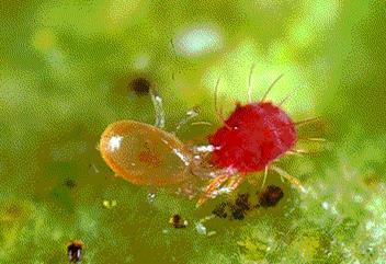 Pesticide screening Insecticide group Chem grp Parasites Predatory mites Predatory