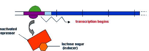 Transcription rate can vary 1000 fold Regulation of (milk sugar) lactose