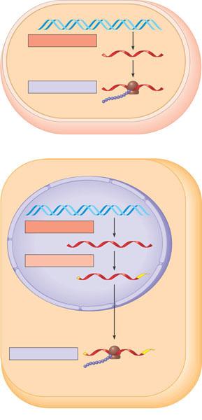 Genes Flow of information in gene expression from genes in the form of DNA to mrna by transcription and from mrna to proteins in the form of translation.