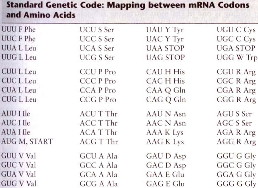mrna 5 UGG,CAC,UAA,GUA,GGG,CGG,UUG,UUG,GCG,AUA,AUA,UG 3 Amino-acid sequence WH*VGRLLAII 2.