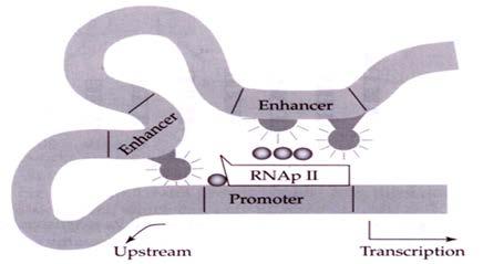 DNA Looping Both exons and introns are transcribed into premature mrna. Introns are excised and exons are brought together before mrna leaves nucleus and enters cytoplasm for translation.