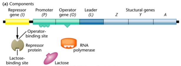 The LacI regulator gene is not part of Lac Operon.