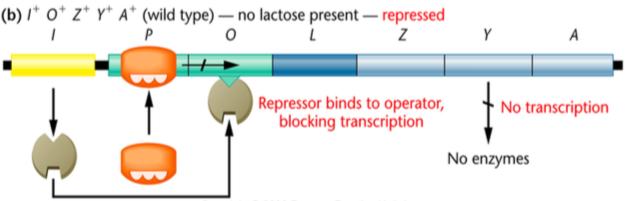 Situation 1: No need for Lactose Metabolism In the absence of lactose or the presence of glucose (and hence without the need for lactose metabolism), the repressor binding protein binds to the