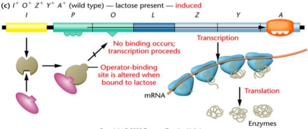Metabolism In the presence of lactose, the repressor protein binds to lactose instead of the operator region, allowing RNA polymerase to bind to the promoter and freely transcribe: Figure 6 Repressor