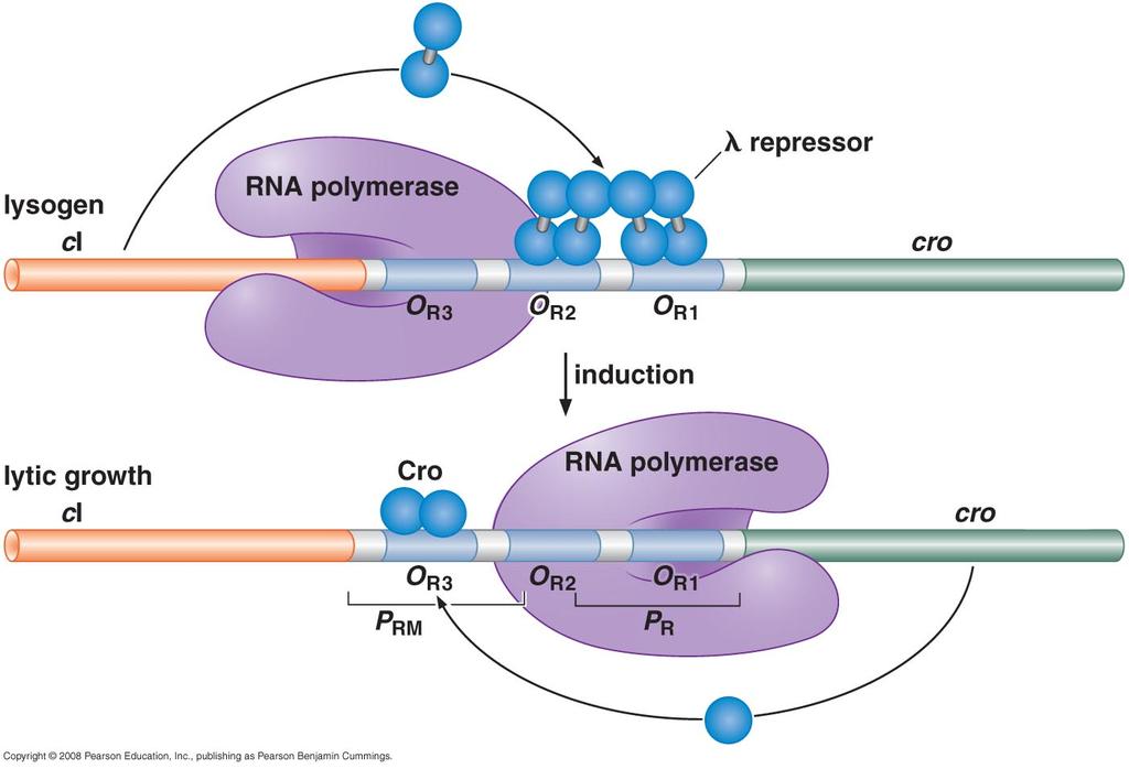 λ repressor: a bifunctional protein opposed by repressor Cro Without λ repressor, both P R and P L (on other side) would work constitutively The λ repressor is biochemically