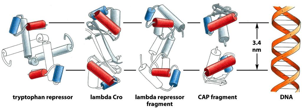 λ repressor and λ Cro: two structurally related factors that bind
