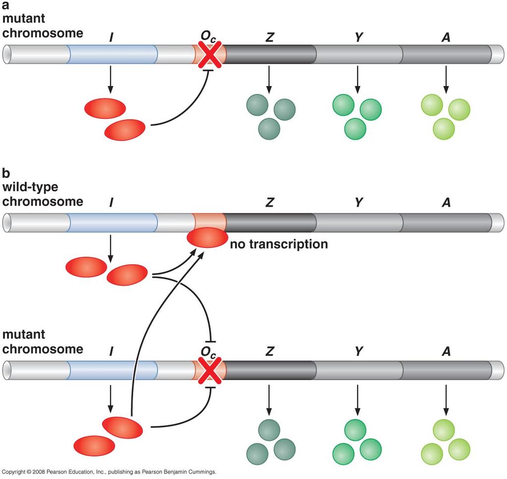 A different result if the defective expression control in mutant is due to defect in cis-reg sequence Repression is only dominant if repressor has a site to bind to Wildtype repressor protein is