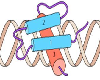 structures ("fingers") that bind DNA (in Steroid receptors).