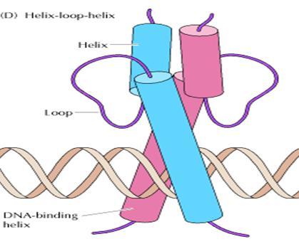or five leucine residues used for interaction with other proteins (e.g.
