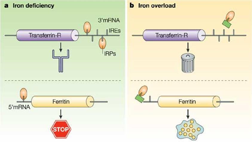 Effect on expression: a) If there is iron deficiency: what happens is that after the mrna for the transferrin receptor is expressed, Iron Responsive Element binding Protein (IRE-BP) or (IRP) binds to