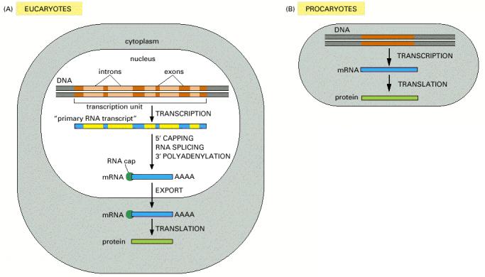 Transcription-regulation: Regulation of transcription in prokaryotes: Metabolism of lactose in bacteria: In the 1950s, pioneering experiments were carried out by François